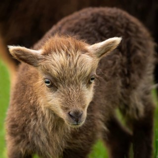 Brown lamb, portrait, Ouessant sheep (Breton dwarf sheep), grazing. Germany