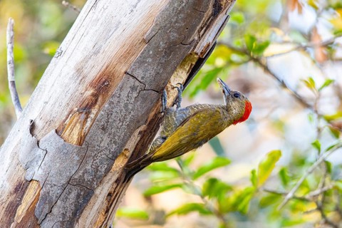 Pileated Woodpecker (Veniliornis passerinus) Pantanal Brazil