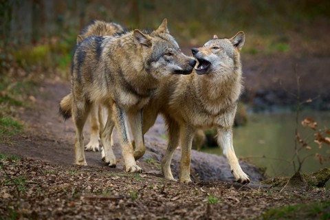 Wolf (Canis lupus), two wolves communicate closely in the forest, one seems to growl, Germany,