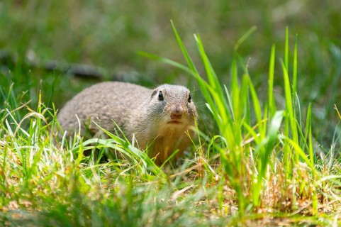 European ground squirrel (Spermophilus citellus) on a meadwo, Bavaria, Germany, Europe