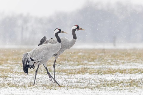 Common crane (Grus grus), also Eurasian crane, migratory bird, resting bird, breeding bird, pair,