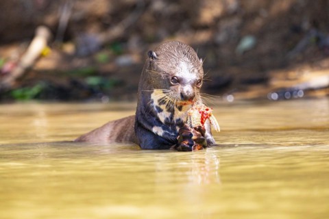 Giant otter (Pteronura brasiliensis) Pantanal Brazil