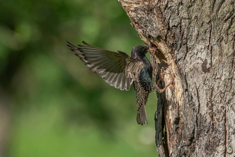 Common starling (Sturnus vulgaris) at the nest to feed its chicks