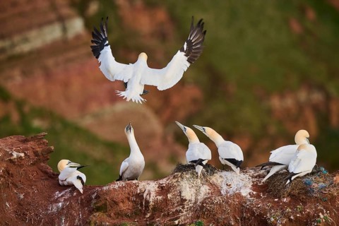 Northern gannet (Morus bassanus) landing on the cliff in the colony with the sea in the background,
