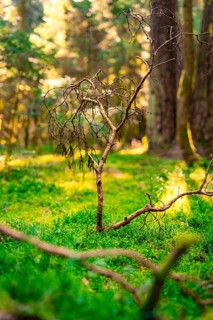Withered branch in a sunlit forest surrounded by greenery, Calw, Black Forest, Germany, Europe