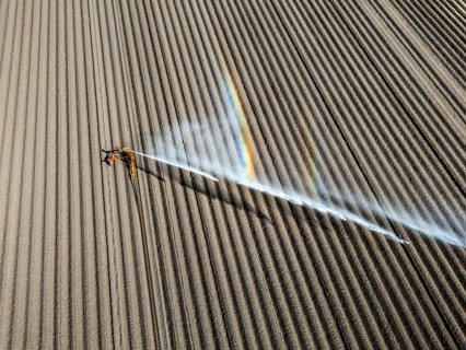 Artificial irrigation of a potato field in April, with a sprinkler system, long drought in spring