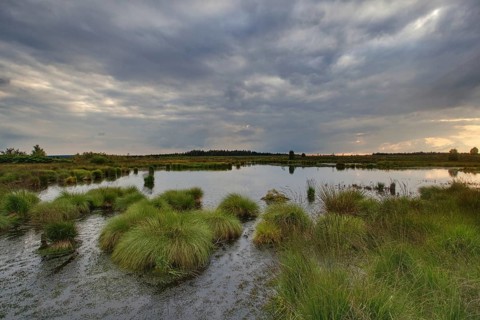 Panoramic view over the High Fens, Europe's largest raised bog shortly in front of sunset,