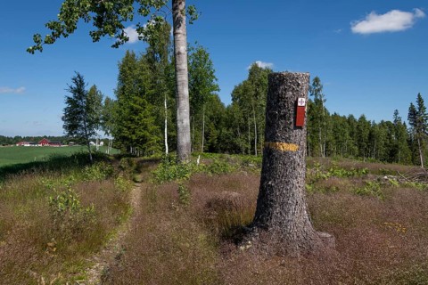 Narrow path, Olav's Cross trail marker for pilgrims on the Olav Trail or Olavsleden on a tree