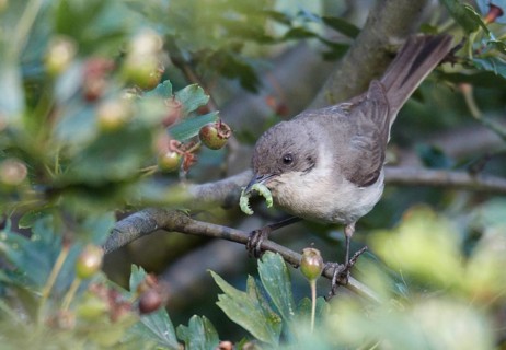 Lesser Whitethroat (Sylvia curruca), Mecklenburg-Western Pomerania, Germany, Europe
