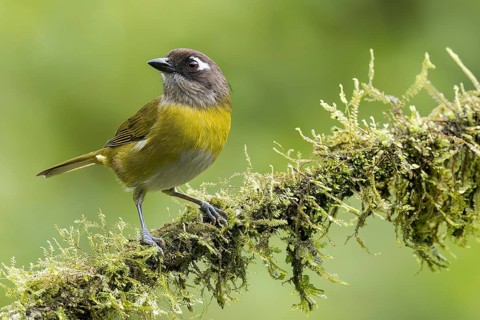 Common Chlorospingus (Chlorospingus ophthalmicus) perched on a branch in Costa Rica