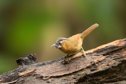 Grey-throated Babbler (Stachyris nigriceps) perched on a log, Yunnan, China, Asia