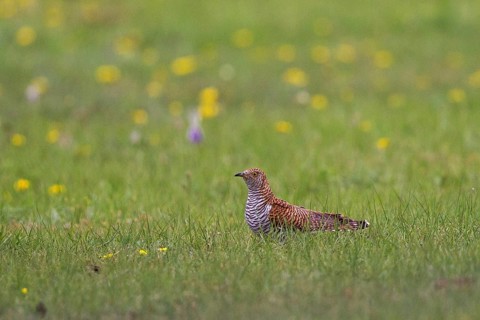 Common Cuckoo (Cuculus canorus) female perched on flowering meadow, Lake Hovsgol, Mongolia, Asia