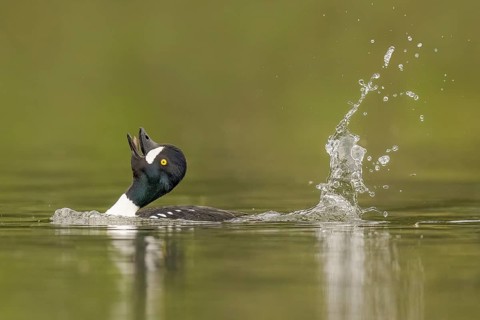 Barrow's Goldeneye (Bucephala islandica) male, Alaska, USA, North America