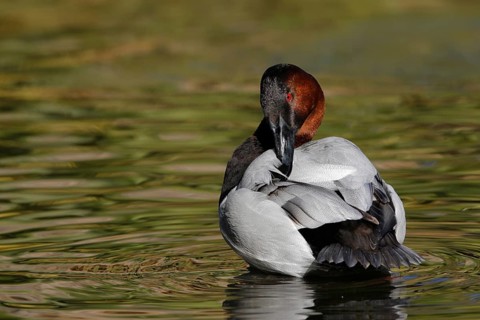 Canvasback (Aythya valisineria) male, Arizona, USA, North America