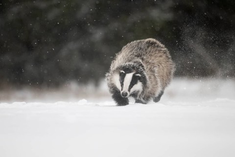 Badger in the snow, Wittlich, Rhineland-Palatinate, Germany, Europe