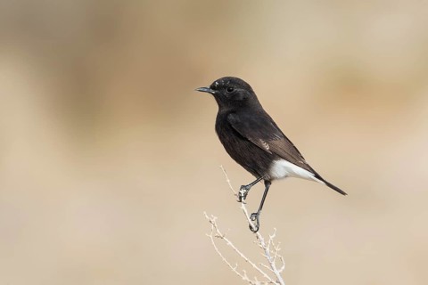 Mourning Wheatear (Oenanthe lugens warriae) perched on a branch, Arava Valley, Israel, Asia
