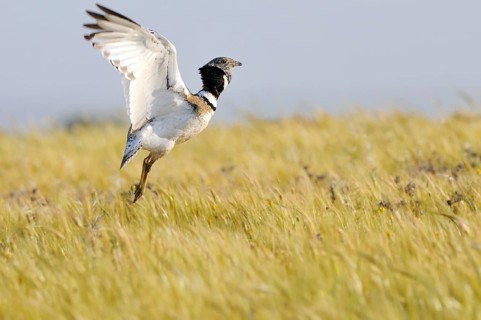 Little Bustard (Tetrax tetrax) mating, Extremadura, Spain, Europe