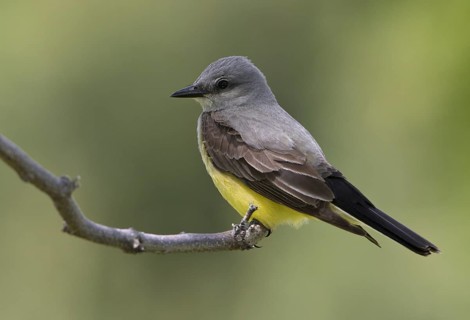 Western Kingbird (Tyrannus verticalis), Washington, USA, North America