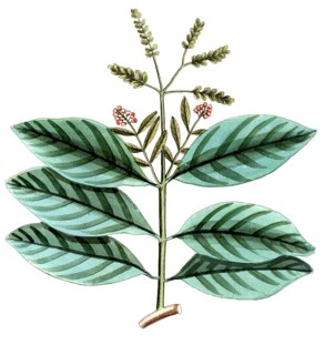 Ophiorrhiza mungos, genus of flowering plants from the coffee family, digital reproduction of a