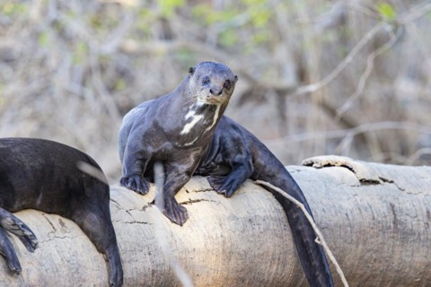 Giant otter (Pteronura brasiliensis) Pantanal Brazil