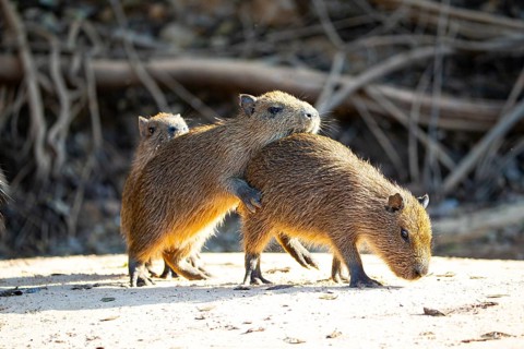 Capybara (Hydrochaeris hydrochaeris) Pantanal Brazil