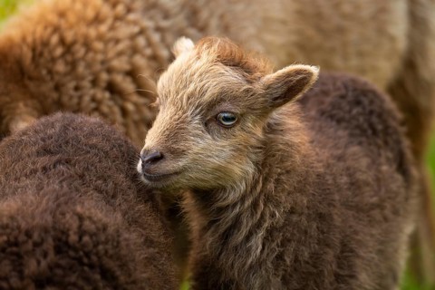 Brown lamb, portrait, other sheep, Ouessant sheep (Breton dwarf sheep), grazing. Germany