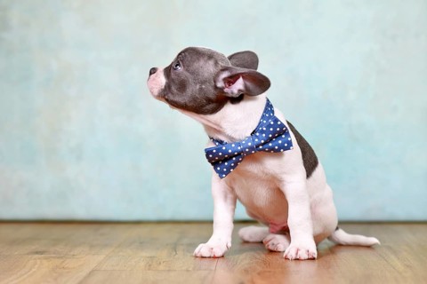 Side view of healthy French Bulldog puppy with long nose and tail and bow tie in front of studio
