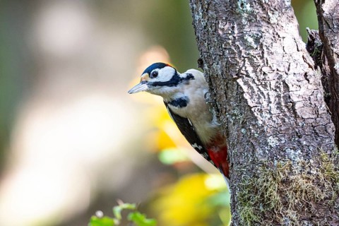 Great spotted woodpecker (Dendrocopus major) ml Germany