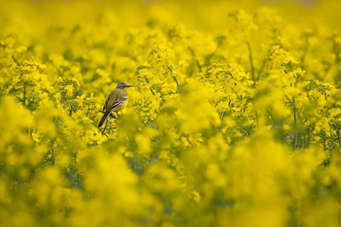 A yellow wagtail sits in spring in a flowering rape field near Frankfurt am Main, Frankfurt am