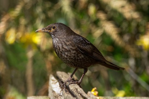 A female blackbird (Turdus merula) sitting on a branch in a sunny, green environment,