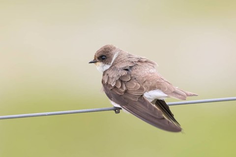 Sand martin (Riparia riparia), sitting on a wire, wildlife, animals, birds, swallows, migratory