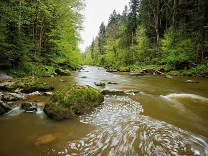 European beech trees shedding leaves, in the foreground moss-covered stones on the river Sihl,