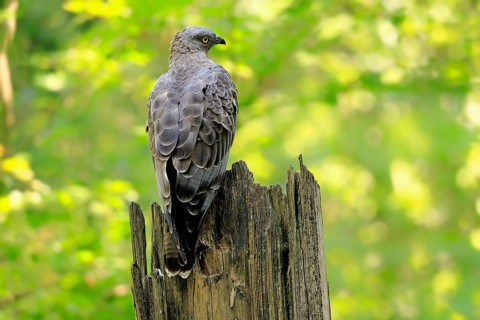 Honey buzzard (Pernis apivorus), adult, perch, vigilant, in summer, Šumava, Czech Republic, Europe