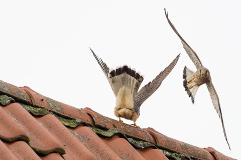 Defence pose of a male Common Kestrel (Falco tinnunculus) against an attacking rival above a roof,