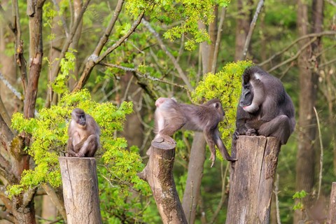 Three Drills (Mandrillus leucophaeus), a male and two females, sit high up on the three stumps of a