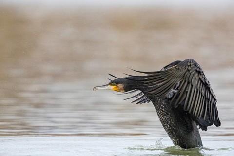 Cormorant (Phalacrocorax carbo) in the water Germany
