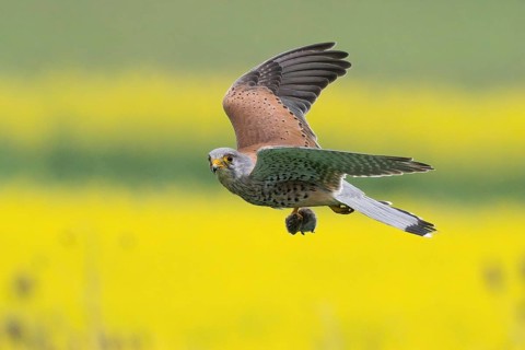 A Common Kestrel (Falco tinnunculus) with a prey mouse flies over a flowering rape field Hesse,