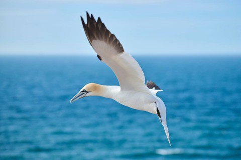 Northern gannet (Morus bassanus) flying in the sky, wildlife, Helgoland, Germany, Europe