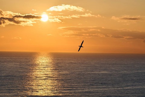 Northern gannet (Morus bassanus) flying over the sea at sunset, wildlife, Helgoland, Germany,