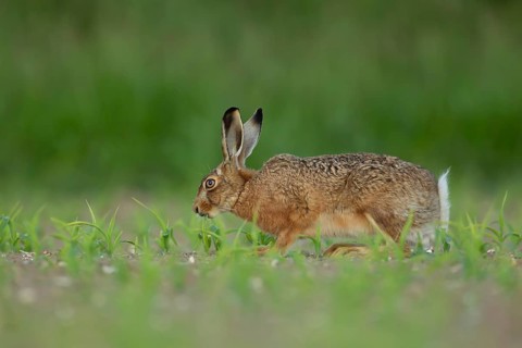 European brown hare (Lepus europaeus) adult animal feeding in a farmland maize field in summer,