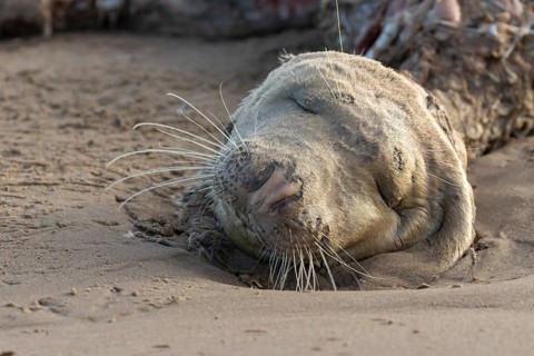 Grey seal (Halichoerus grypus) adult animal dead on a beach, England, United Kingdom, Europe