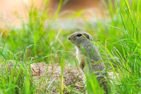 European ground squirrel (Spermophilus citellus) on a meadwo, Bavaria, Germany, Europe