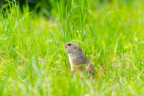 European ground squirrel (Spermophilus citellus) on a meadwo, Bavaria, Germany, Europe