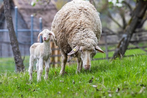 Sheep and young of the Württemberger breed, also known as Merinoland sheep. Sheep pasture on the