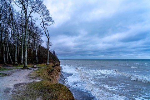 Beach, cliffs and ghostly forest in the Baltic seaside resort of Nienhagen, Mecklenburg-Vorpommern,