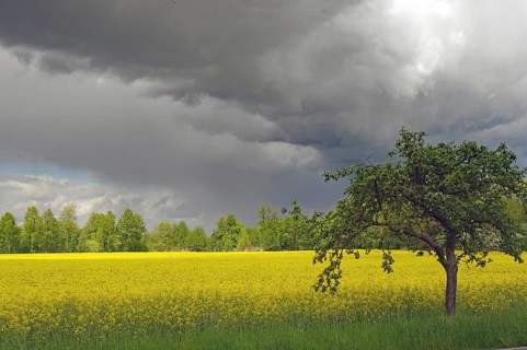 A tree stands alone next to a vast yellow field under a dramatic, cloudy sky, rape, Wendland, Lower