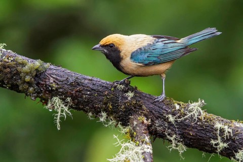 Burnished-buff Tanager (Tangara cayana) perched on a branch in the Atlantic rainforest of southeast