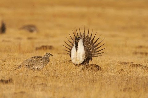 Sage Grouse (Centrocercus urophasianus) mating, California, USA, North America