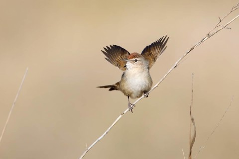 Spinifexbird (Megalurus carteri) perched on a twig, Northern Territory, Australia, Oceania