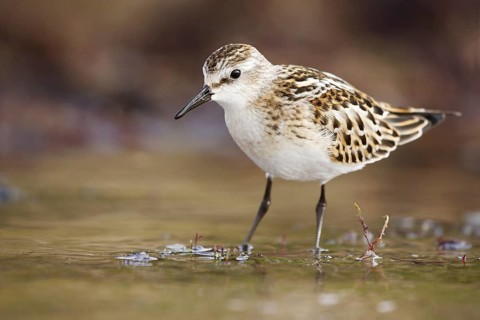 Little Stint (Calidris minuta), Asturias, Spain, Europe